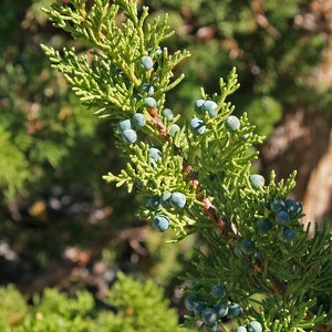 3lb+ Western Juniper, Fresh Cut BULK Quantity Pre-Order, Juniperus Occidentalis, Wild, Subalpine, Wildcrafted, Herbal, Juniper Berries