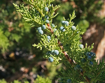 3lb+ Western Juniper, Fresh Cut BULK Quantity Pre-Order, Juniperus Occidentalis, Wild, Subalpine, Wildcrafted, Herbal, Juniper Berries