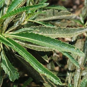 Fresh Cut 4lb Yerba Santa, Eriodictyon Californicum, Wildcrafted Quality Wild Herbs
