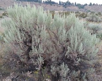 3lb+ GREAT BASIN SAGE, Fresh Cut Quantity Order Artemisia Tridentata, Clean, Aromatic, Fresh, Wildcrafted, Herbals, Soaps, Incense, Candles