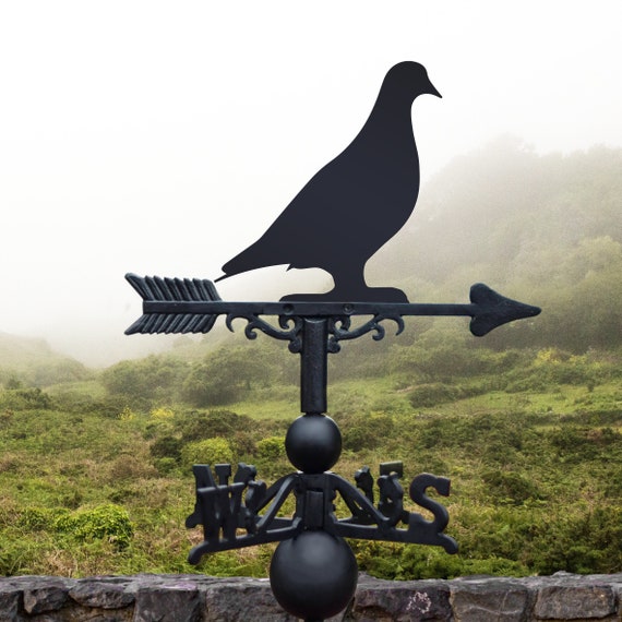 734 Pigeons Saved From Racing in Taiwan | PETA