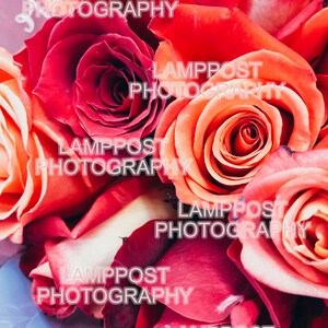 Rose Garden Digital Background