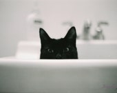 Black Cat Photography Print