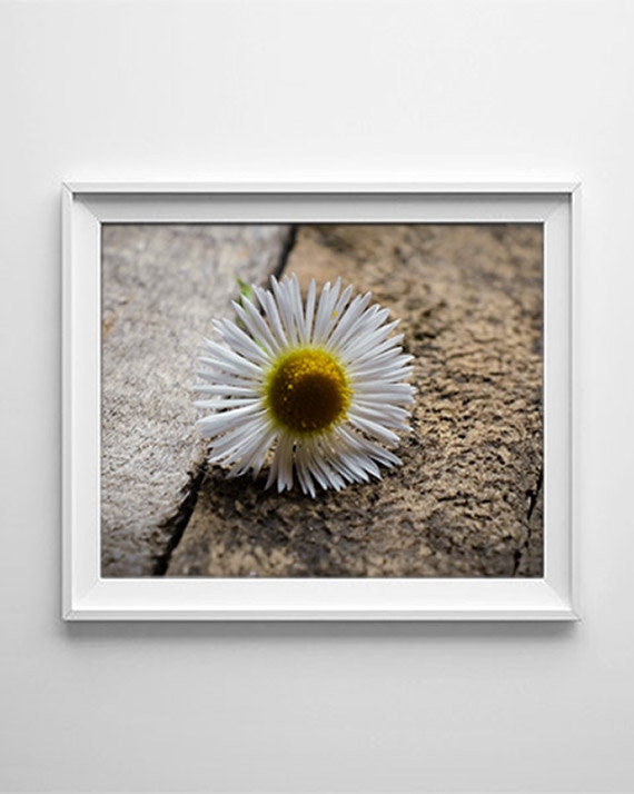 Items similar to 8X10 Instant Download Wild Daisy Flower Photo or ...