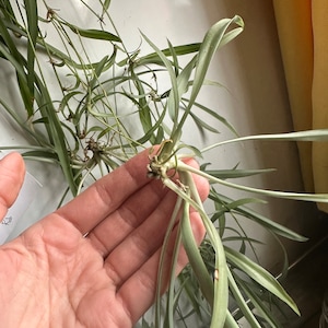 2 Spider Plant Starters