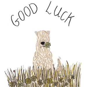Good Luck Soft Coated Wschnitten Terrier Karte