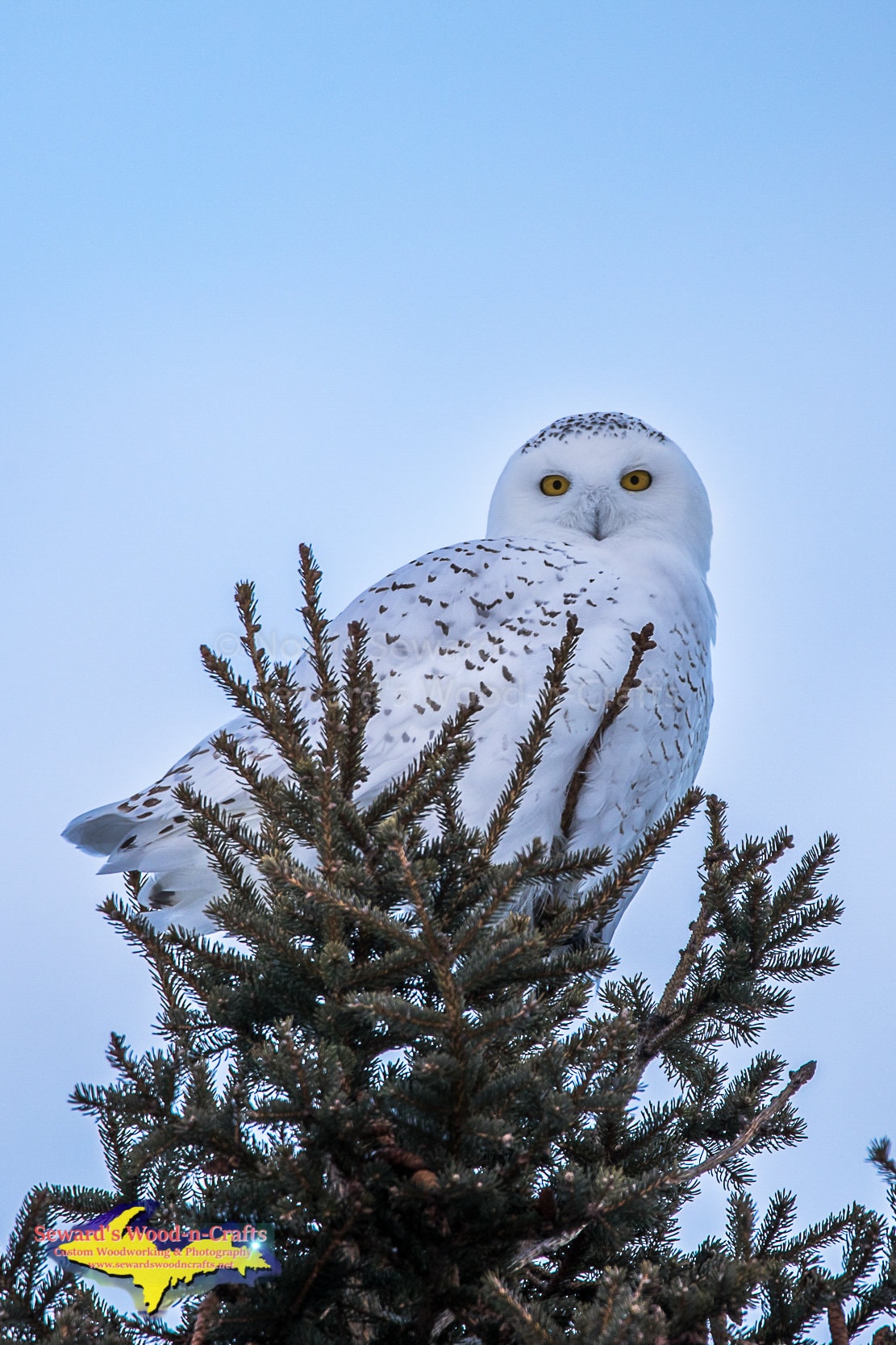 Snowy Owl Michigan Wildlife Photography -3408