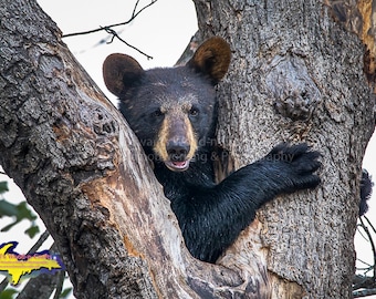 Bear Cub -1260~  Upper Peninsula Michigan