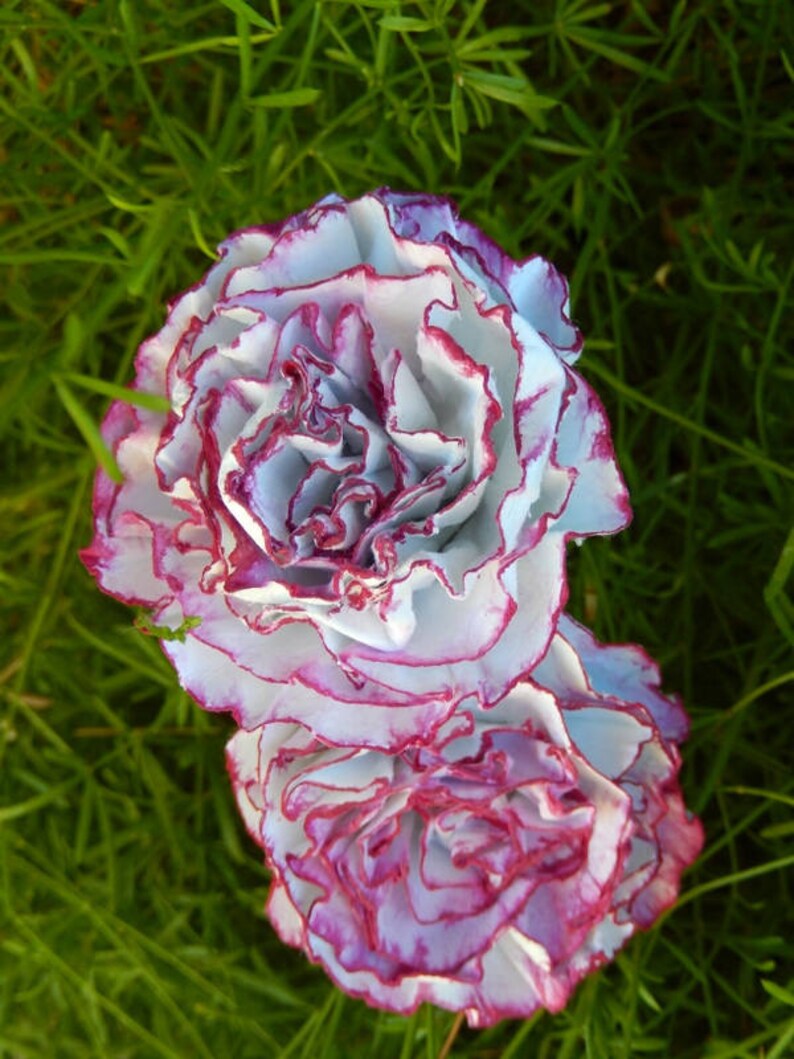 Claveles de flores de papel de papel botánico claveles para Etsy España