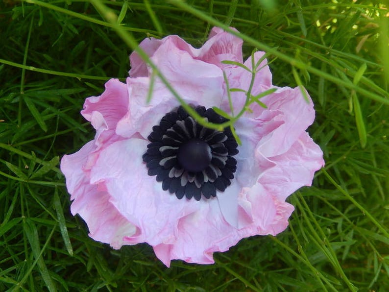 Paper Anemone Individual Stems White Paper Anemone Blooms