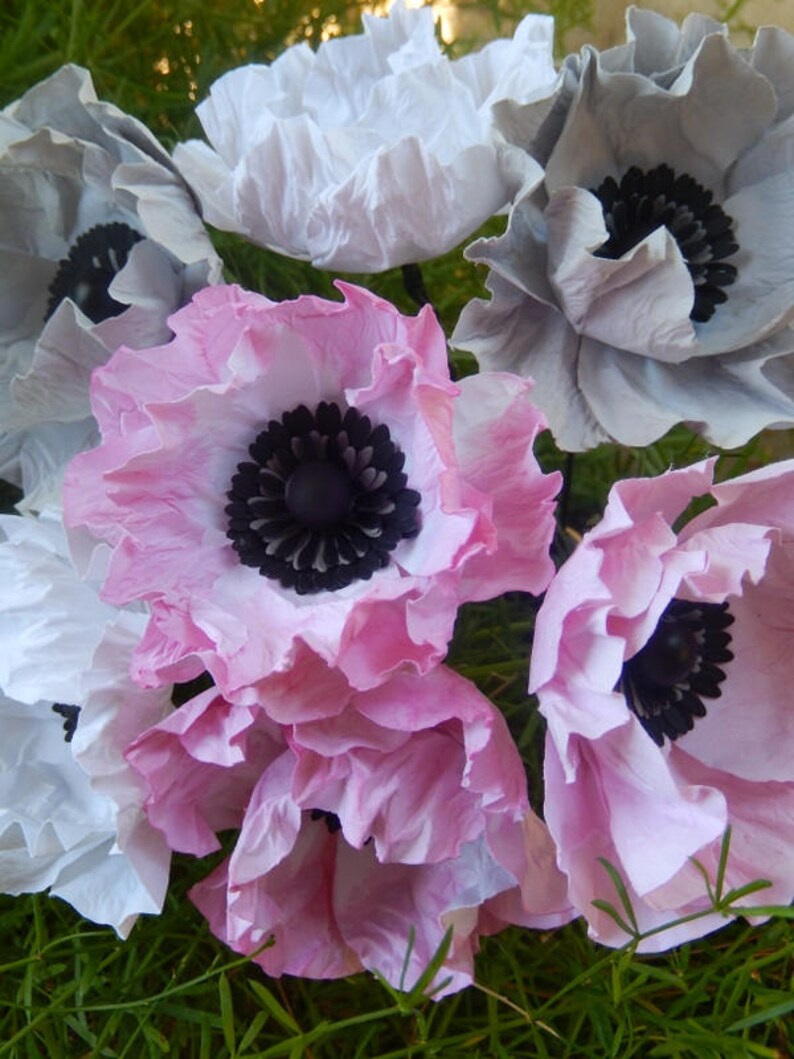 Paper Anemone Individual Stems White Paper Anemone Blooms