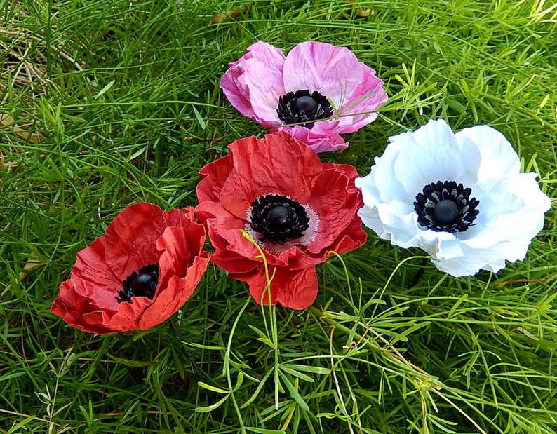 Paper Anemone Individual Stems White Paper Anemone Blooms