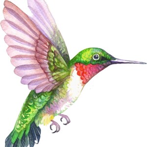 Temporary Tattoo Hummingbird /Chickadee /Finch Various Patterns / Ruby-Throated Hummingbird/ Colorful Birds / Bird Tattoo / Tattoo Flash PICTURE 10