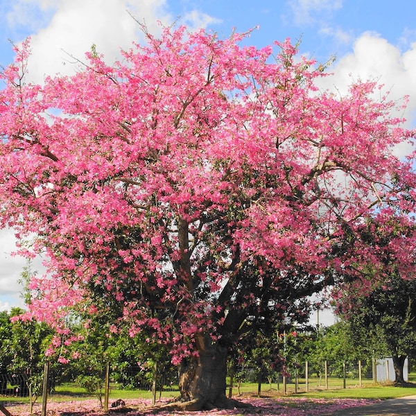 SILK FLOSS Seedling Tree - Ceiba Speciosa - Produces LARGE Pink and White Flowers! - Easy to Grow - Florida Grown - Palo Borracho - Kapok