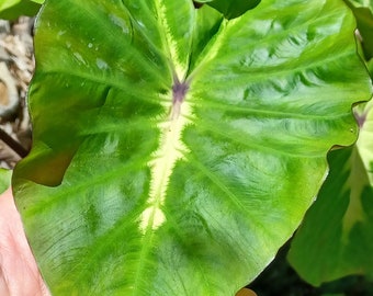 Colocasia 'White Lava' -Grows Beautiful LARGE Leaves - 8"- 12" Bare Root - Elephant ear - Taro - Indoor Outdoor - EZ to Grow - Florida Grown