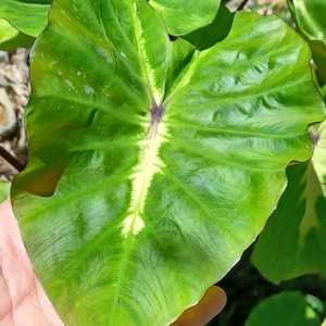 Colocasia 'White Lava' Grows Beautiful LARGE Leaves 8 12 Bare Root Elephant ear Taro Indoor Outdoor EZ to Grow Florida Grown image 1