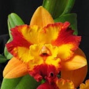 ORCHID Plant Pot Burana Fire 'Momilani' Burana Beauty X Fire Fantasy 2 Pot Florida Grown Potinara image 1