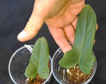 Rare - 'Blue Horsehead' Glaucous Philodendron Bipennifolium  - 1 Node, 1 Leaf Cutting - Violin Philodendron - Fiddle Leaf - Florida Grown