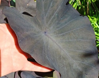 Colocasia 'Black Beauty' - Grows Beautiful LARGE Leaves - 8"- 12" Bare Root - Elephant ear - Taro - Indoor Outdoor - EZ to Grow - FL Grown