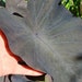 see more listings in the Foliage/Aroid/Ornamental section