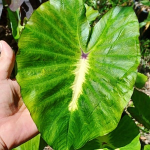 Colocasia 'White Lava' Grows Beautiful LARGE Leaves 8 12 Bare Root Elephant ear Taro Indoor Outdoor EZ to Grow Florida Grown image 2