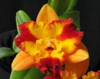 ORCHID Plant - Pot Burana Fire 'Momilani' - (Burana Beauty X Fire Fantasy) - 2" Pot - Florida Grown - Potinara