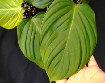 NANGARITENSE 'Fuzzy Petiole' Philodendron - Rare - HUGE Foliage Potential - Fully Rooted - FL Grown -Vigorous Aroid Foliage House Plant