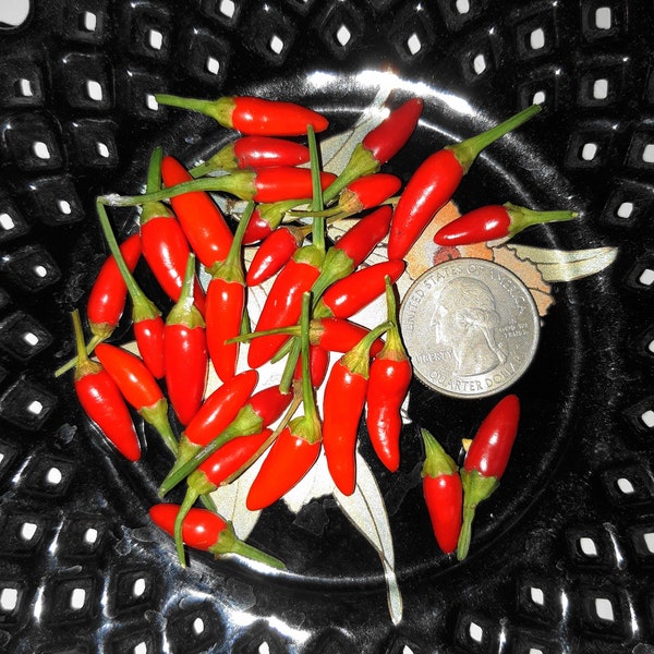 Siling Labuyo - RARE Filipino Chili Pepper Seeds - Free Shipping! - The exceedingly RARE Tiny Variety -  H0T!!! -- FL Grown