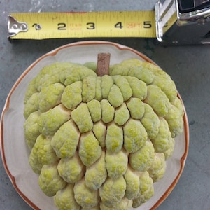 6 Sugar Apple Seeds - Produces big, sweet fruit on a small tree - Sweet Sop - an easy to grow tropical delight!
