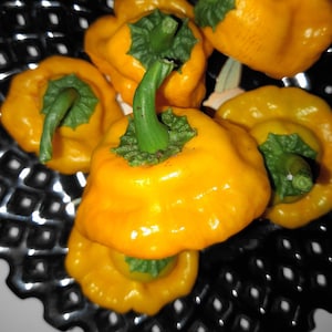 Jamaican Gold Chili Pepper SeedsVERY HOT10 seeds Capsicum chinense FL Grown many uses fresh or dried. image 1