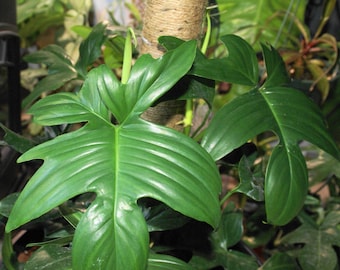 Philodendron pedatum - One Node One Leaf Cutting  - Indoor Foliage Plant - Florida Grown