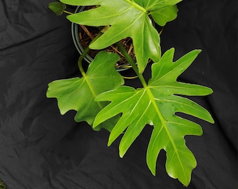 RADIATUM Philodendron - One Node Cutting From Mature Plant THICK! - Rare Aroid - Florida Grown - Develops Huge Leaves When Grown on a Post