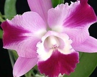 ORCHID Plant - LC. Mini Song 'Petite' - 2" Pot - Florida Grown - Laeliocattleya