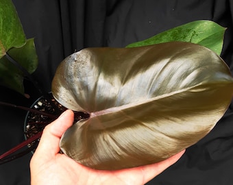 Philodendron 'ROYAL QUEEN' - FREE SH1PPING! - One Node One Leaf Cutting - Beautiful Dark Foliage Houseplant - Florida Grown