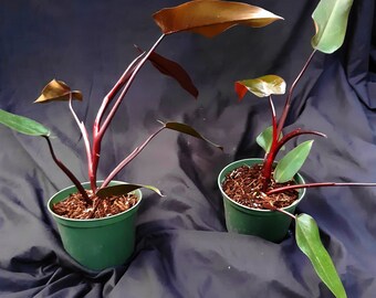 Philodendron 'DARK LORD' - Fully Rooted Plant - Bare Root - Beautiful Indoor Foliage Plant - Florida Grown