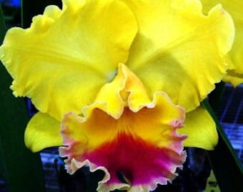 ORCHID Plant - Blc Goldenzelle 'Lemon Chiffon' - ' 2" Pot - Fragrant - Florida Grown - Brassolaeliocattleya