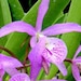 see more listings in the Orchids section