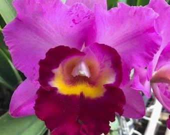 ORCHID Plant - Blc Shannon Conner 'Pink Paradise' - ' 2" Pot - Fragrant - Florida Grown - Brassolaeliocattleya