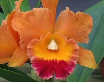 ORCHID Plant - Blc Hawaiian Thrill 'Paradise'- 2" Pot - Fragrant - Brassolaeliocattleya