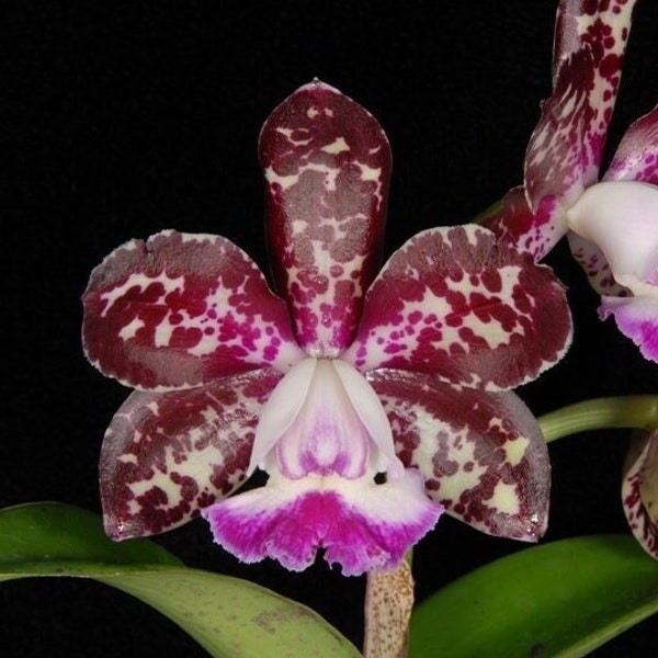 ORCHID Plant - C. Motte Spots 'Paradise' - 2" Pot - FRAGRANT - Near Flowering Size - Florida Grown - Cattleya