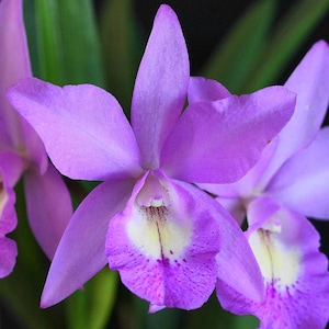 May include: Close-up of a vibrant purple orchid flower with a yellow and white center, speckled with purple dots. The petals are smooth and delicate, with a slight gradient of color. Green leaves provide a contrasting background.