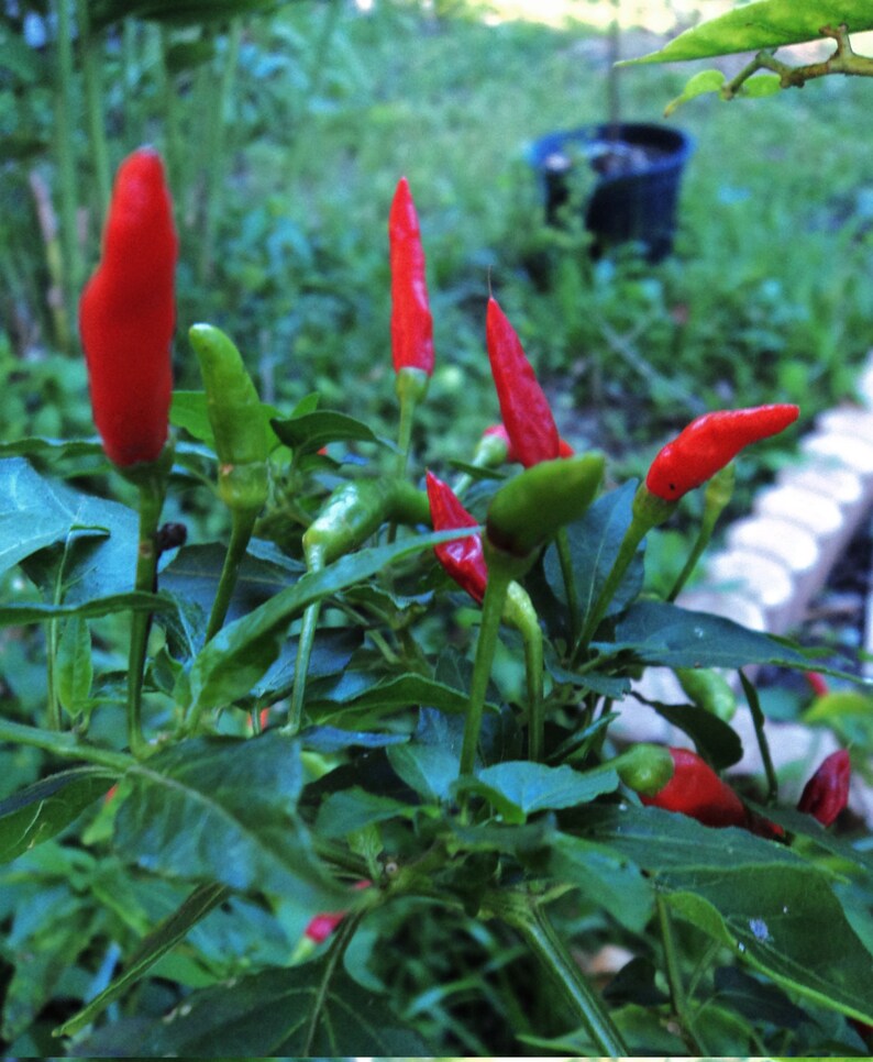Thai Chili Pepper Seedshot40 Heirloom Seeds Plus FREE Etsy