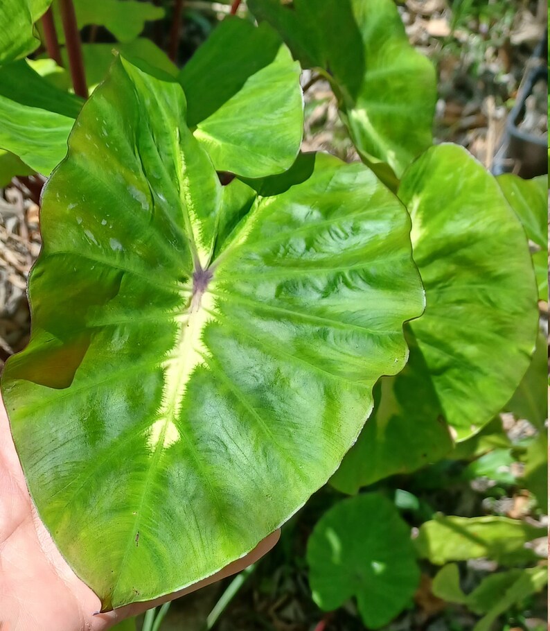 Colocasia 'White Lava' Grows Beautiful LARGE Leaves 8 12 Bare Root Elephant ear Taro Indoor Outdoor EZ to Grow Florida Grown image 3