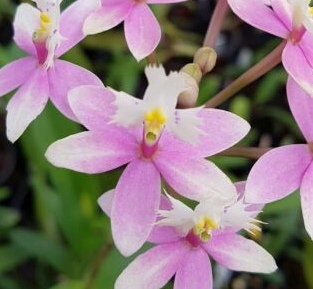 ORCHID Plant - Epi Miura Valley 'sakura' X Epi Wedding ORCHID Plant - Epi Miura Valley 'sakura' X Epi Wedding
