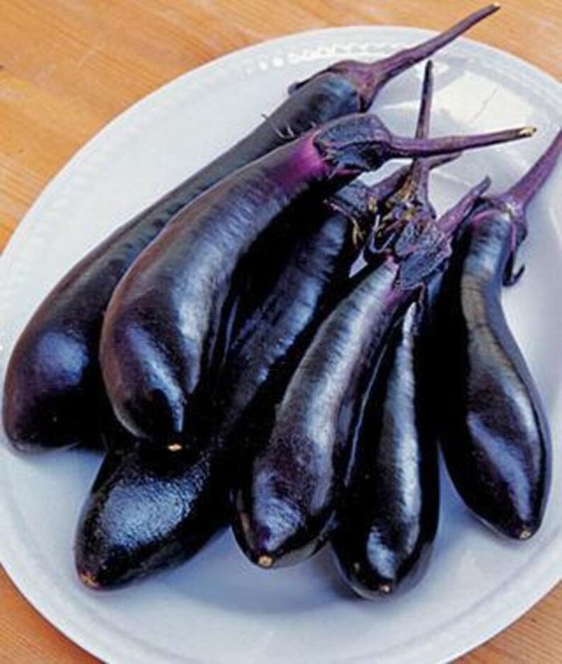 JAPANESE MILLIONAIRE Eggplant 25 Seeds Thrives in Hotter Etsy
