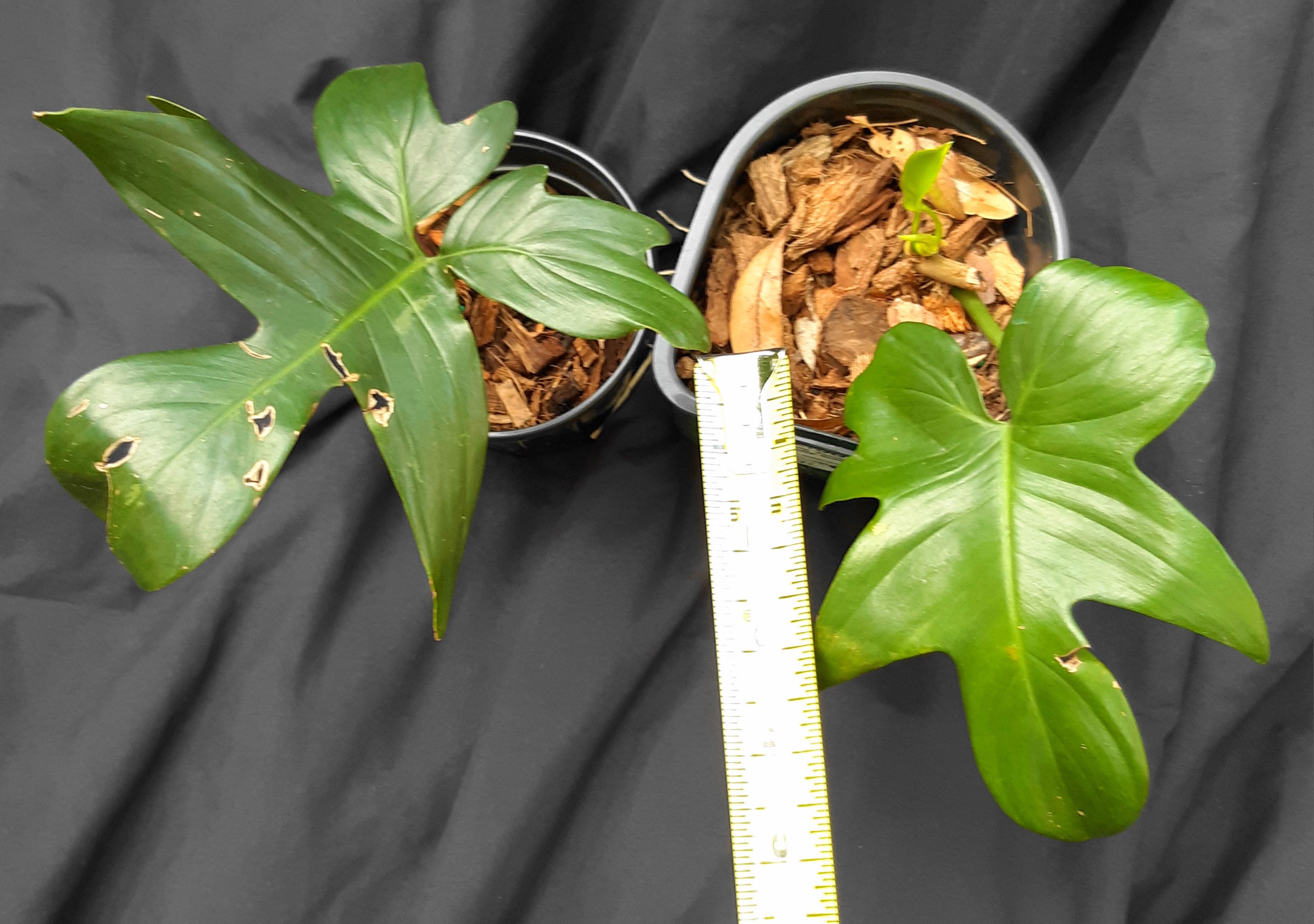 Philodendron Pedatum - One Node One Leaf Cutting - Indoor Foliage Plant -  Florida Grown - Etsy