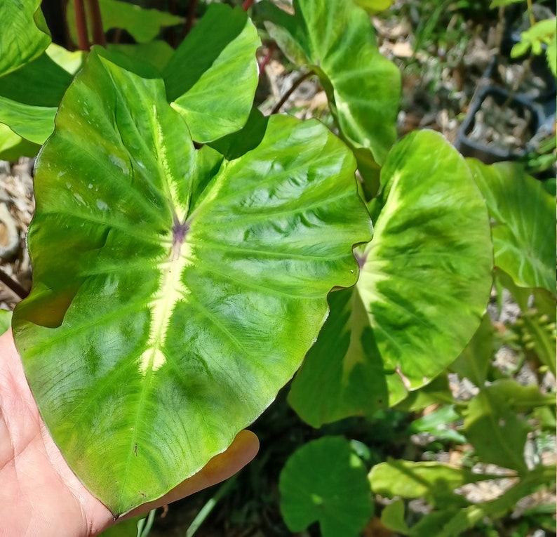 Colocasia 'White Lava' Grows Beautiful LARGE Leaves 8 12 Bare Root Elephant ear Taro Indoor Outdoor EZ to Grow Florida Grown image 1