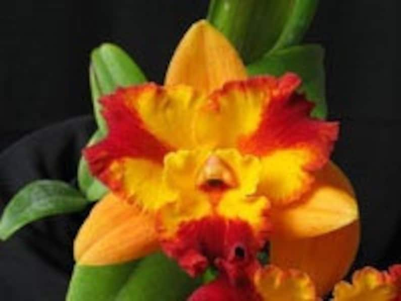 ORCHID Plant Pot Burana Fire 'Momilani' Burana Beauty X Fire Fantasy 2 Pot Florida Grown Potinara image 1