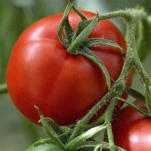 May include: A close-up of a ripe red tomato on the vine. The tomato is round and smooth, with a green stem attached.