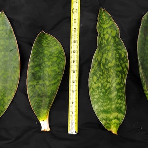 WHALE FIN&#39; Sanseviera Masoniana - Snake Plant - 6&quot; -  12&quot; Blades - Unusual - Super Easy to Root and Care For - Florida Grown